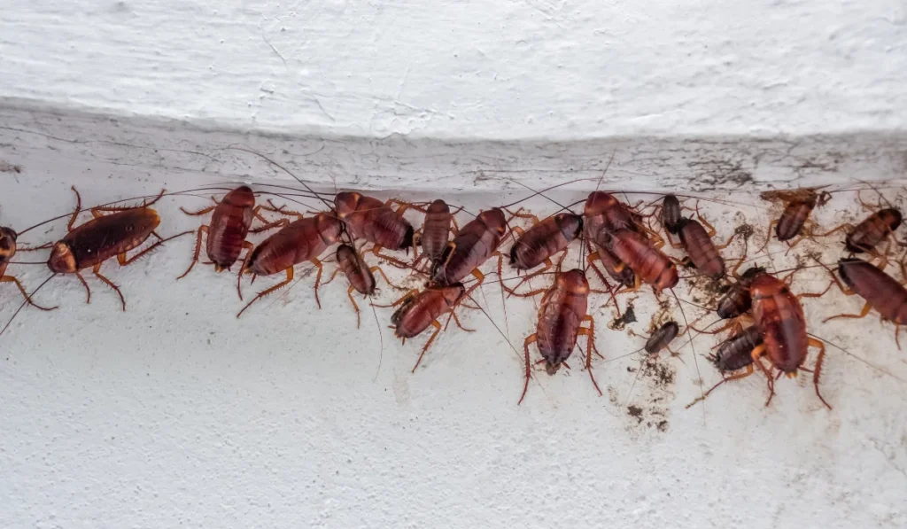 Close up cockroach insects on white wall