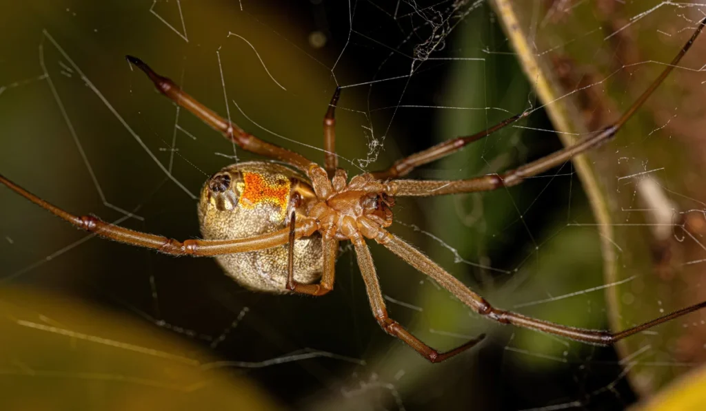 Female Adult Brown Widow Spider of the species Latrodectus geometricus