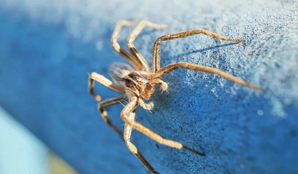 Macro photo of a wolf spider