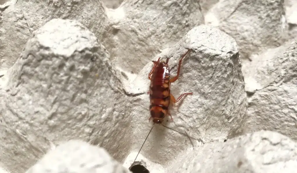 Brown-Banded Cockroach