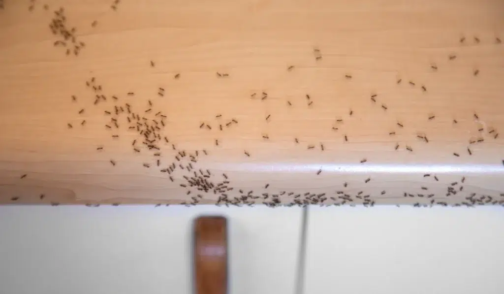 Ants crawling at home countertop