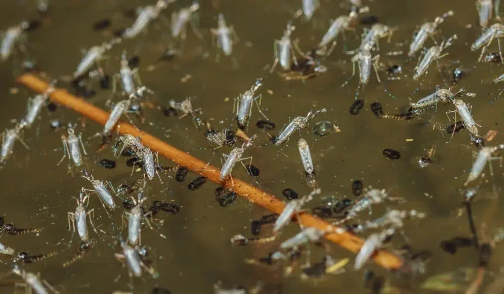 Mosquito larvae under water surface