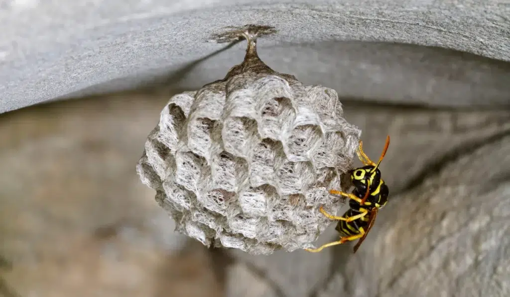 Paper Wasp Nest