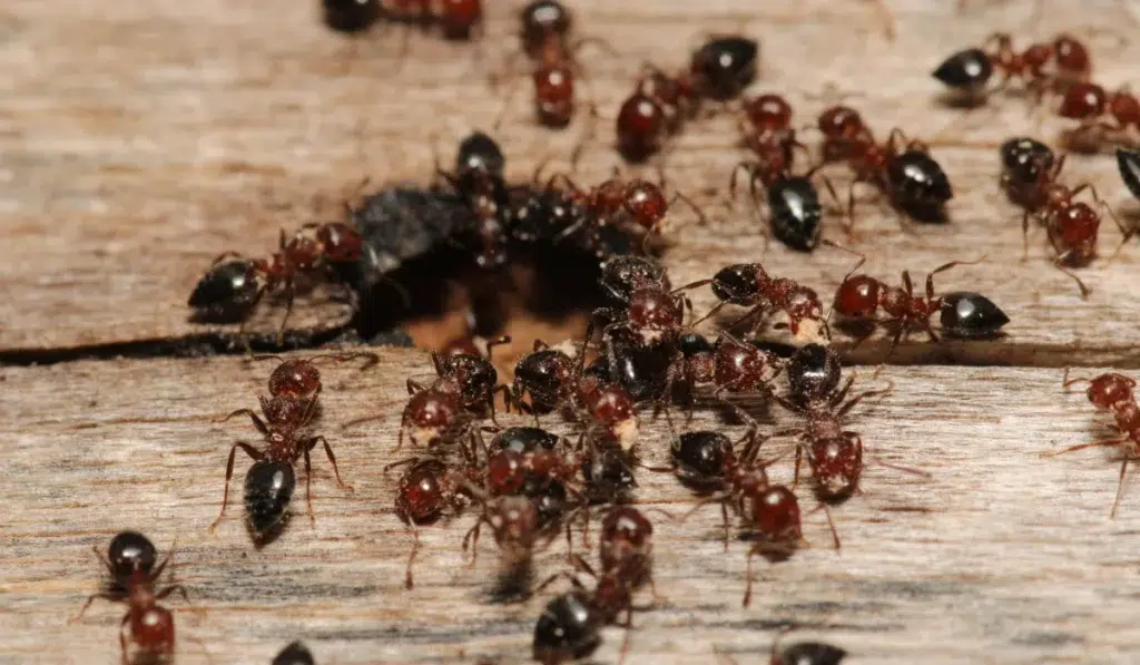 carpenter ants wood damage