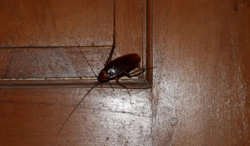 cockroach crawling at night