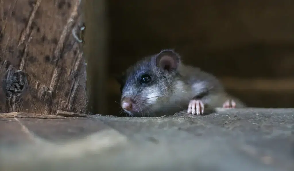 rat in attic