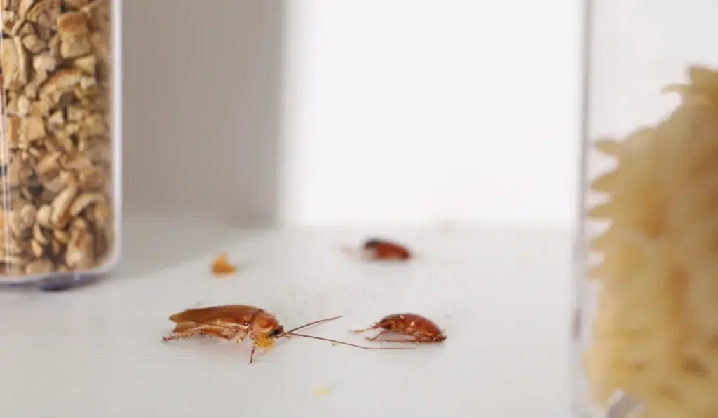 small roaches in kitchen