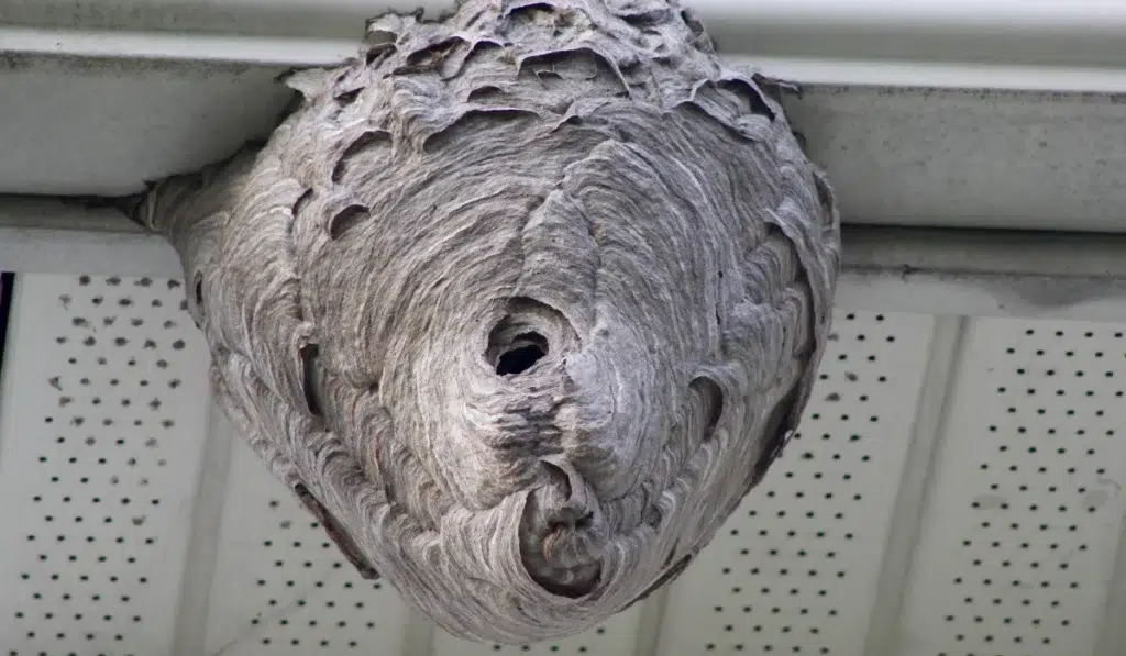 wasp nest on home eaves