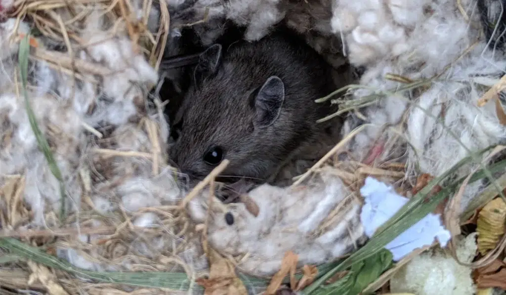 Mouse peeking out from a nest