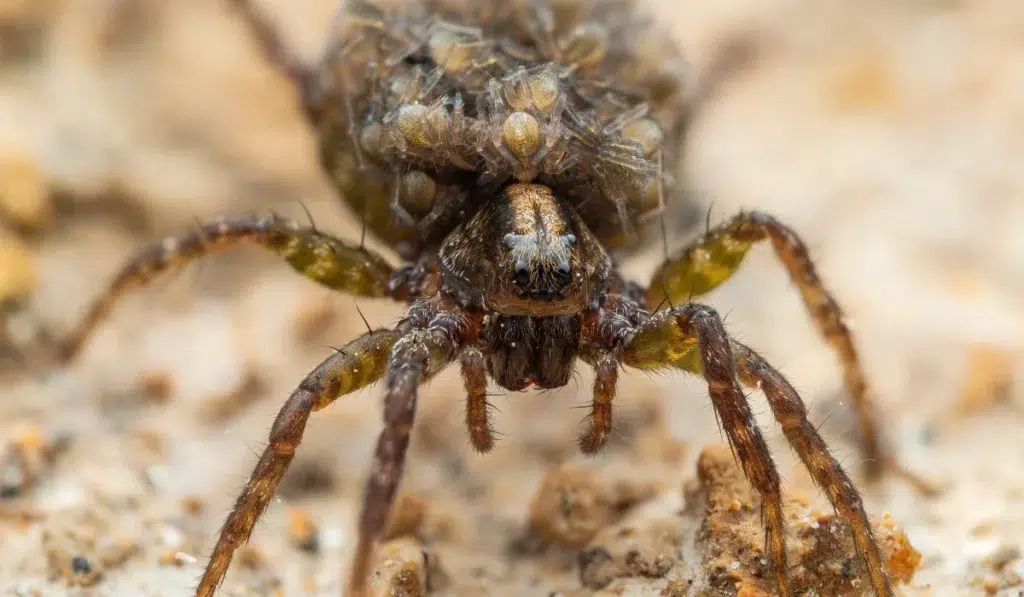 Wolf spider with babies on it's back.