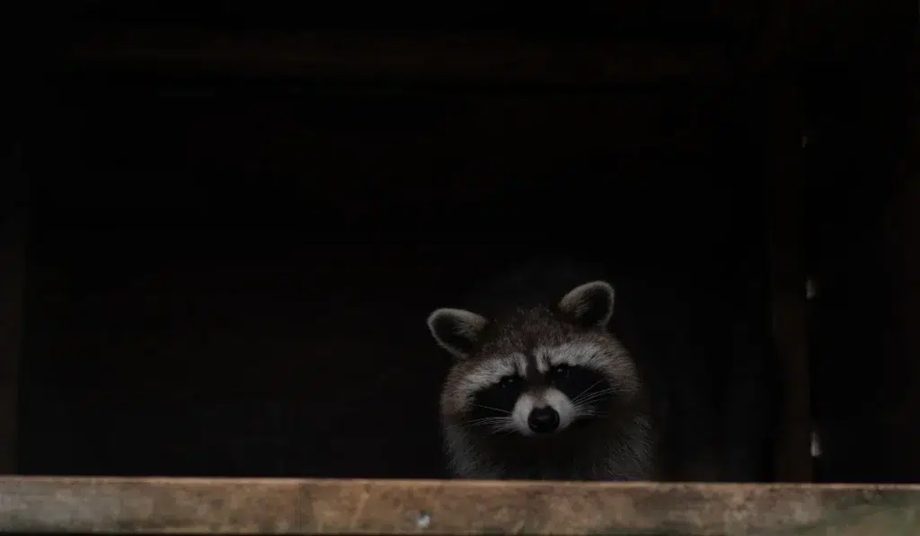 raccoon in attic at night