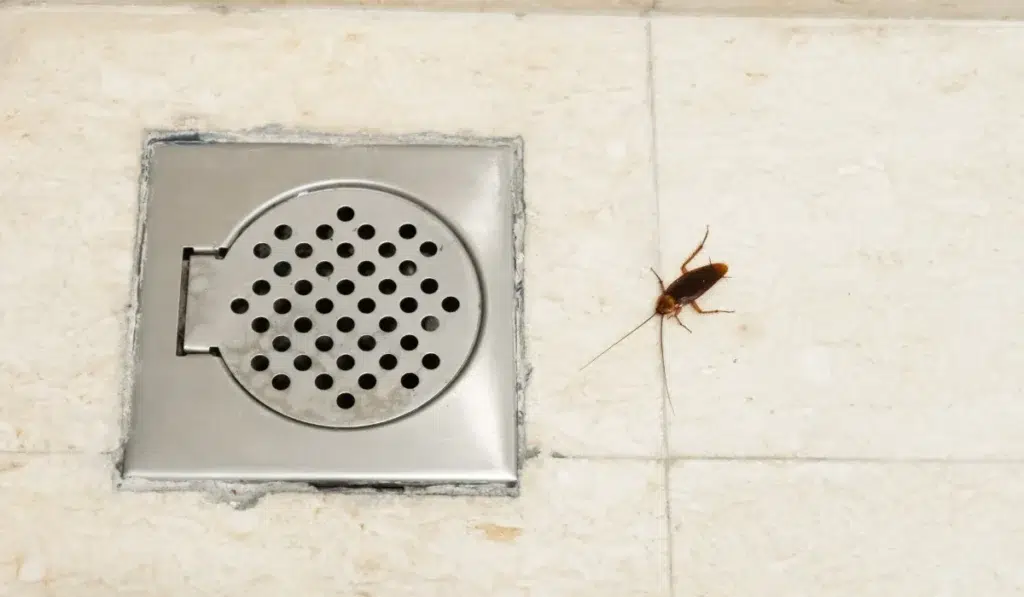Cockroach in the bathroom near the drain hole