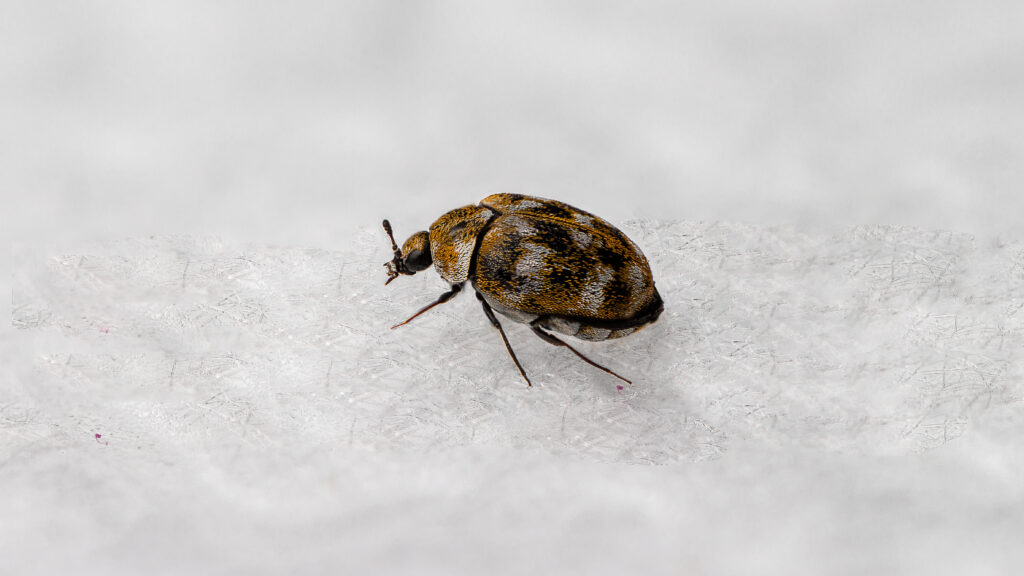 How To Get Rid Of Carpet Beetles In Madison Homes