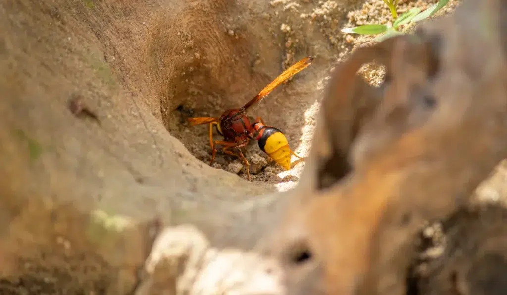 Mud Dauber