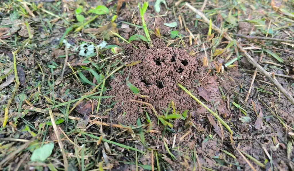 Photo of the entrance to an ant nest in the backyard.