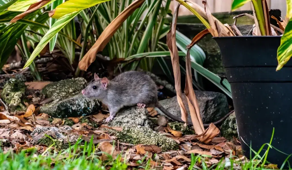Rat with a long tail in a neighborhood back yard