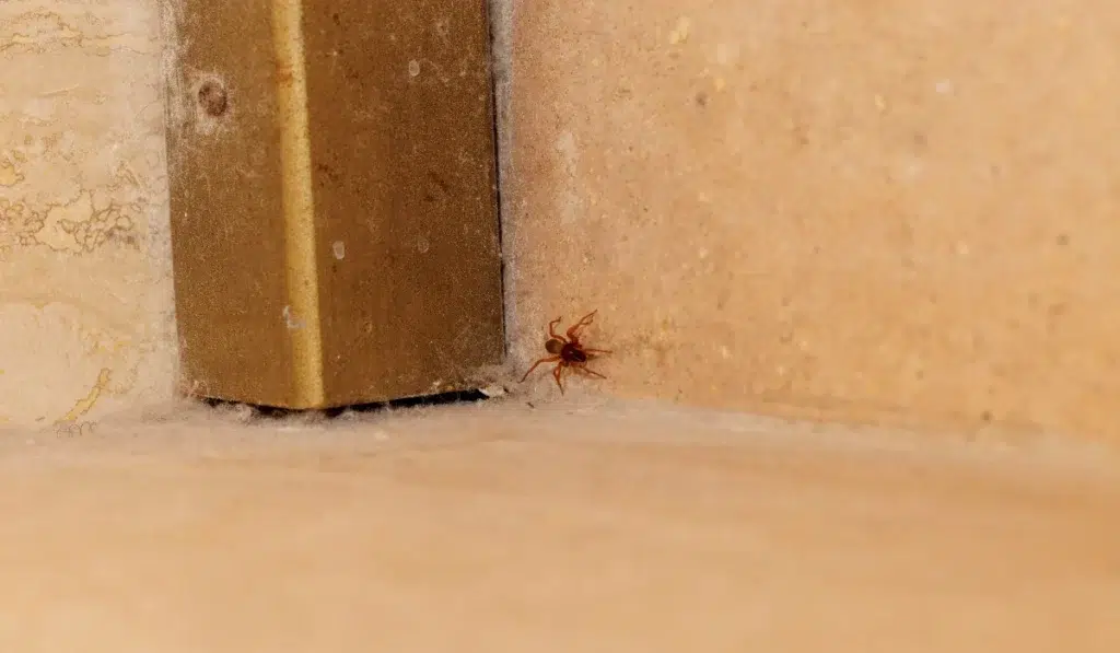 Spider in a dusty corner of a room