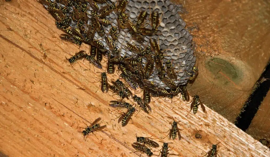 Wasp nest in the attic of the house