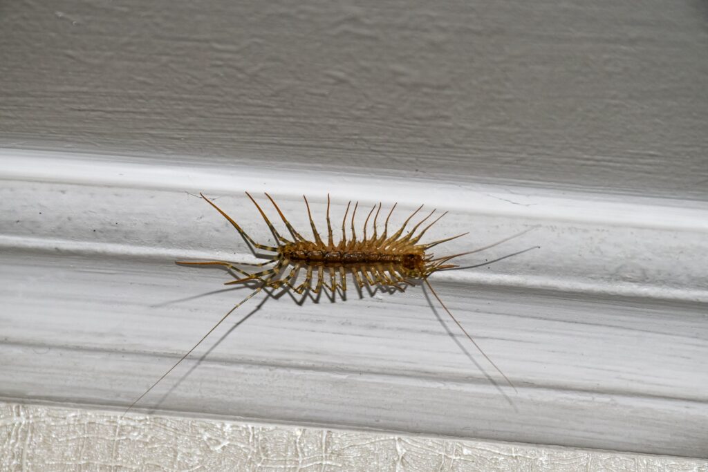 What To Do About House Centipedes In Huntsville Homes