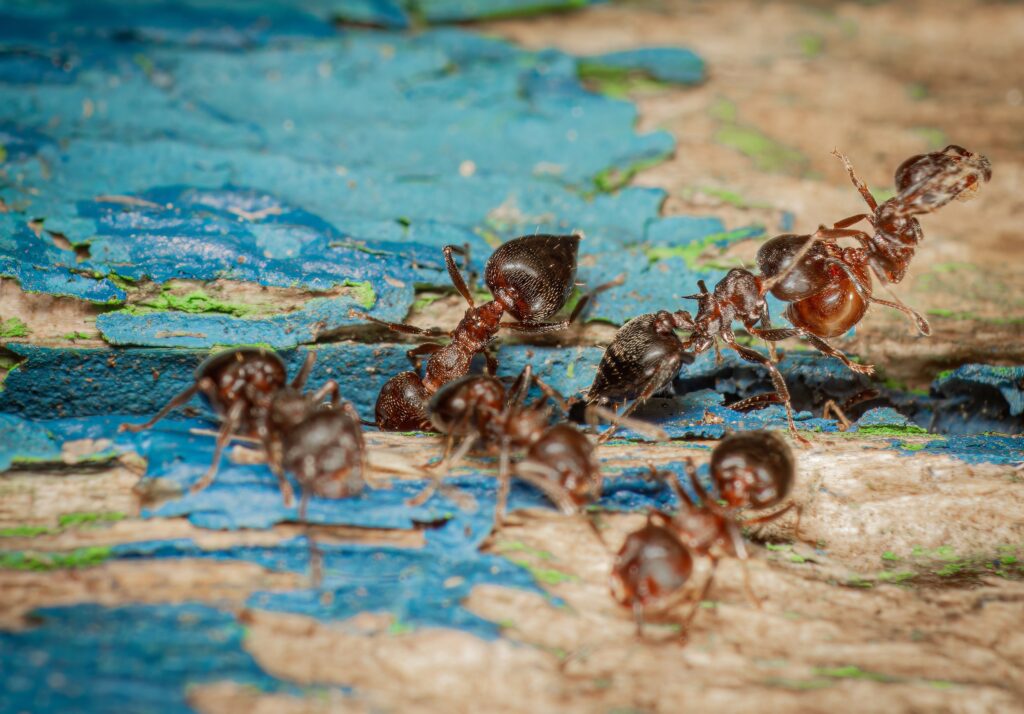 acrobat ants in the house