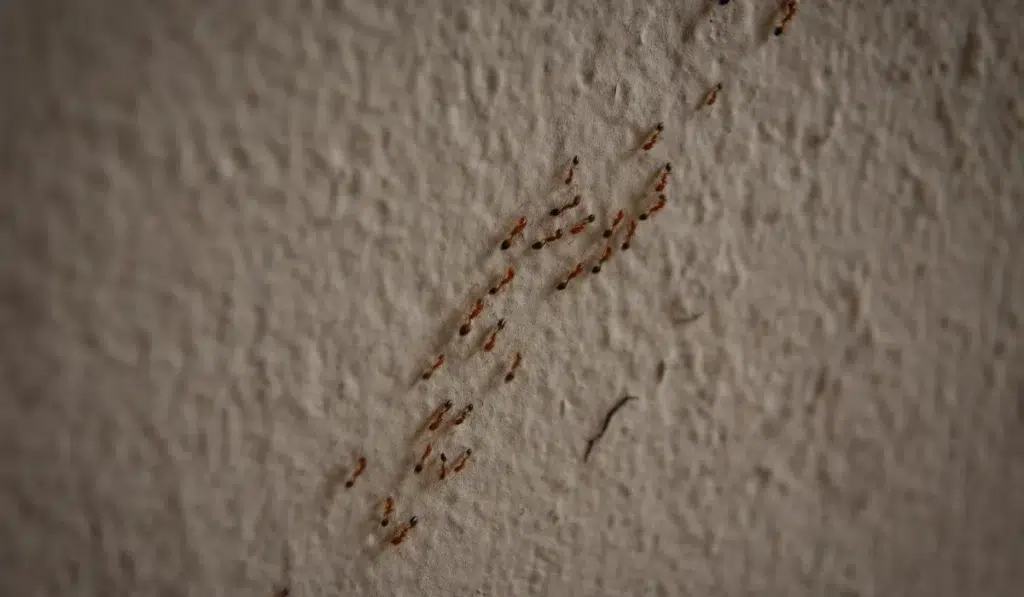 ant-trail at home