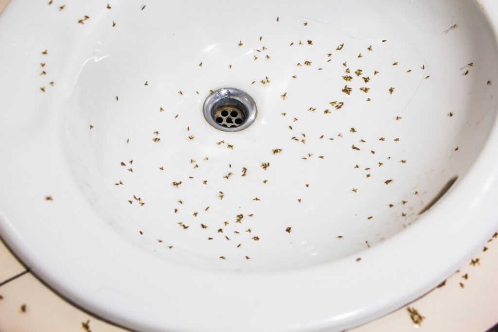 How To Get Rid Of Drain Flies In The Bathroom In Madison