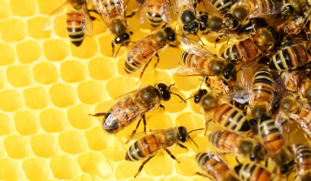 honey bees