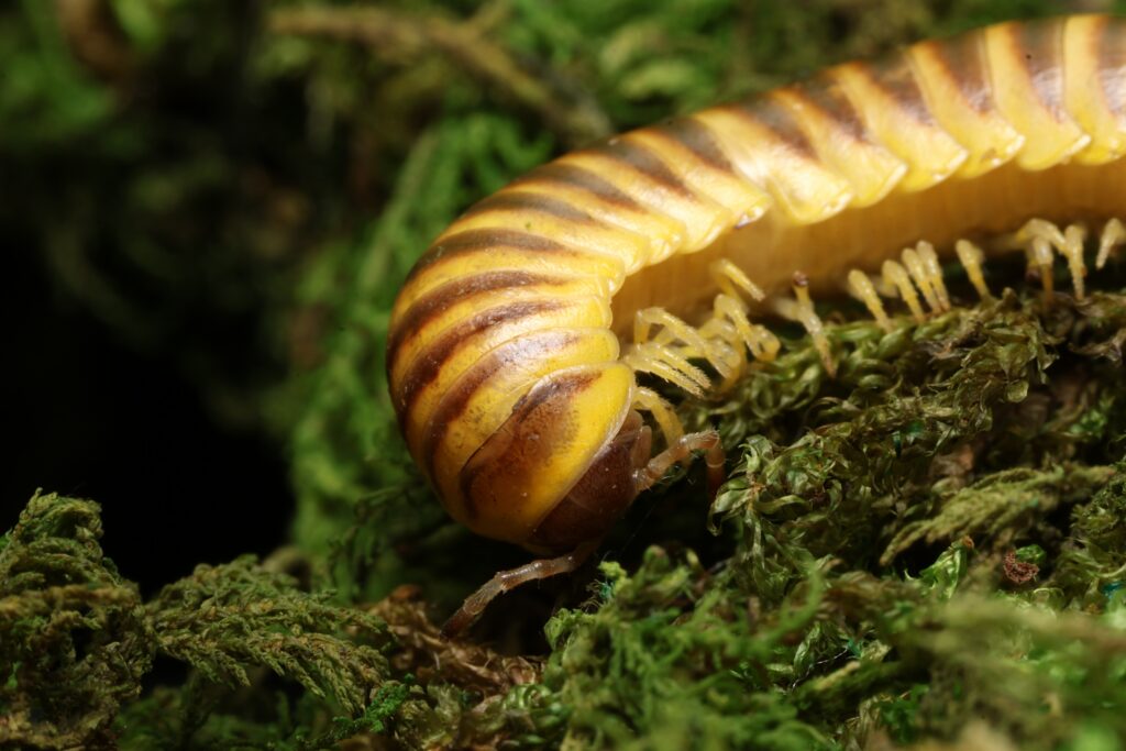 How To Get Rid Of Millipedes In Huntsville Homes