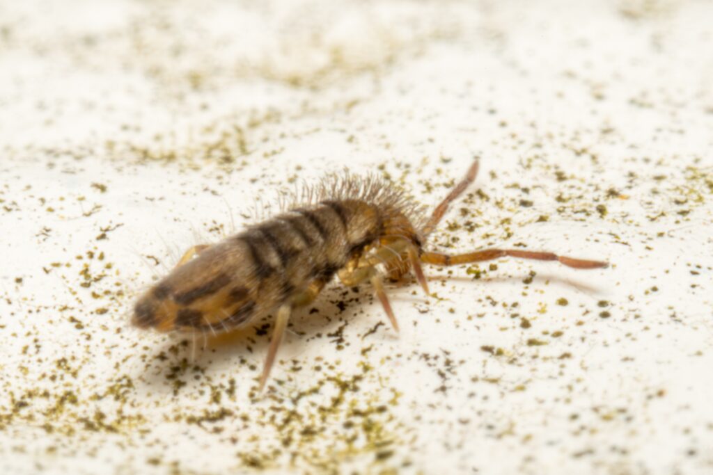 how to get rid of springtails