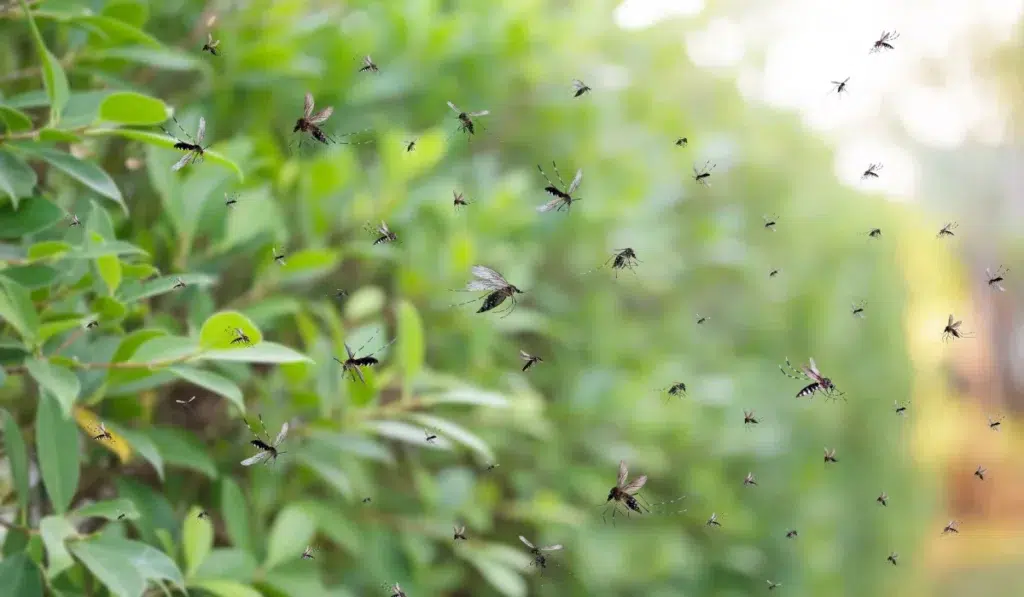 mosquito peak season