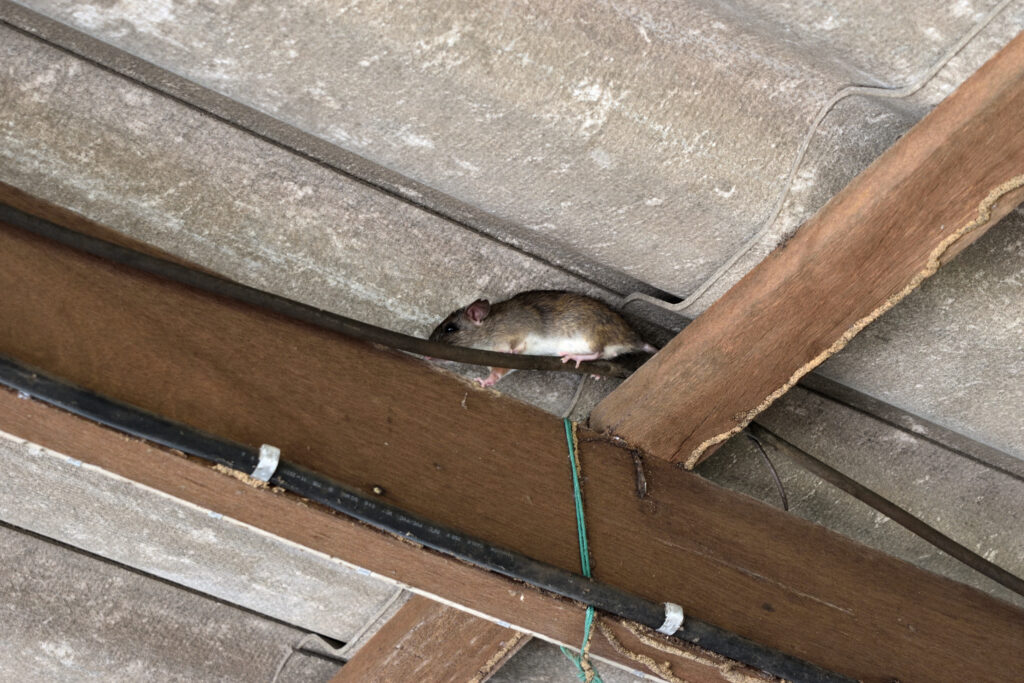 roof rats vs norway rats in huntsville