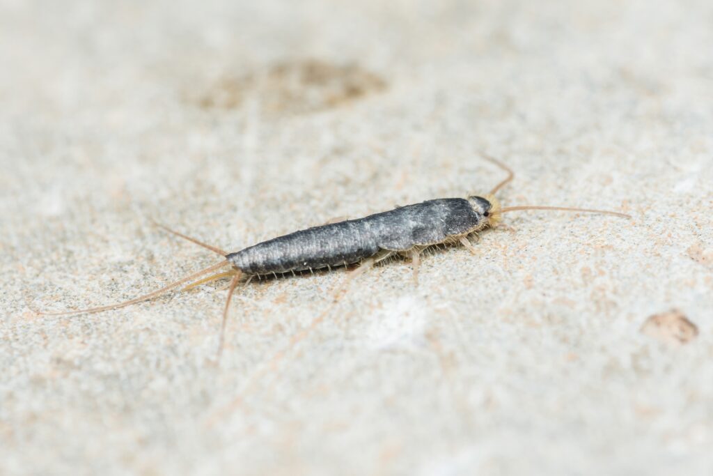 How To Prevent Silverfish In Birmingham Homes
