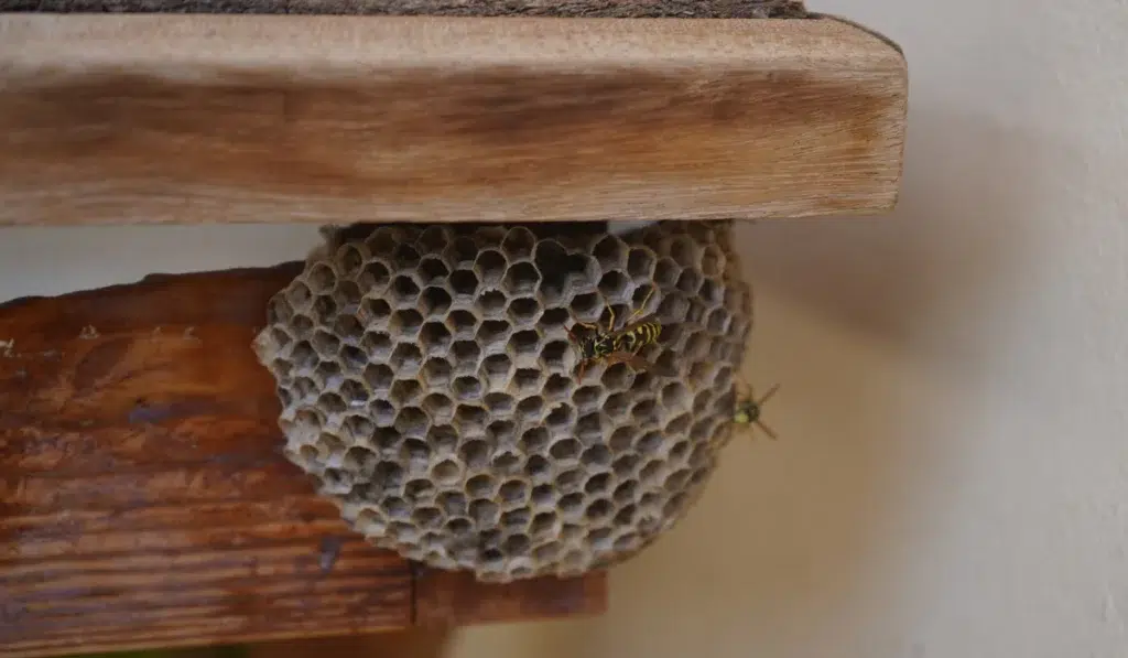 wasp attracted at home