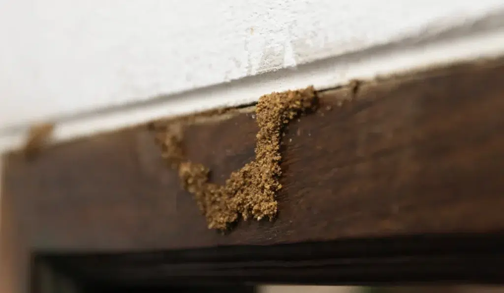 wood with signs of damage from termites
