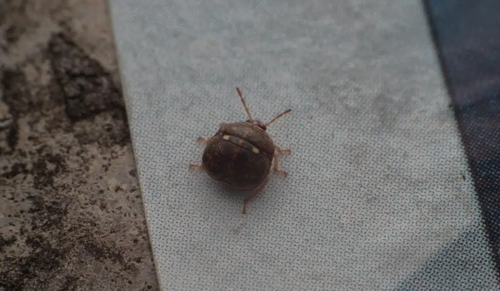 Kudzu Bug