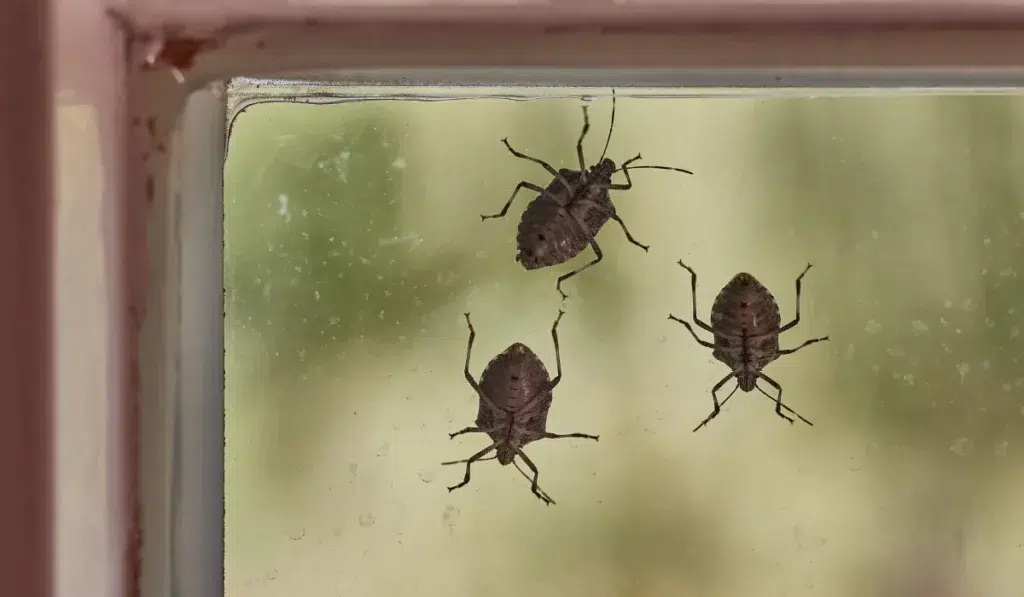 Stink bugs on a window glass surface