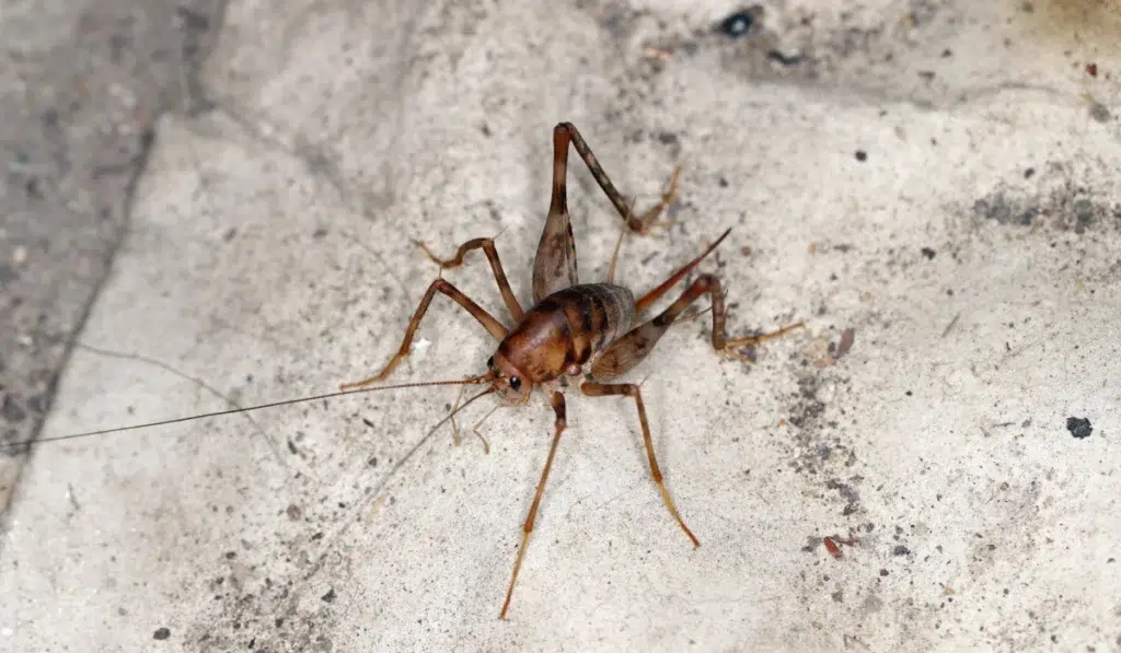 camel cricket