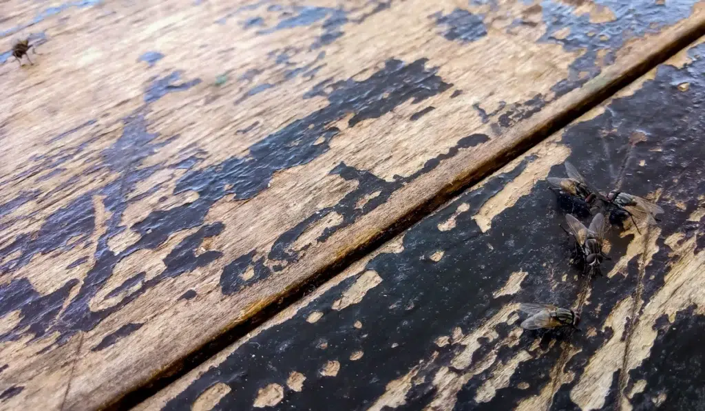cluster flies