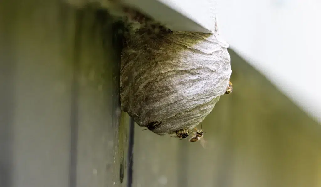 A large wasp hornet's nest is attached to a wooden wall