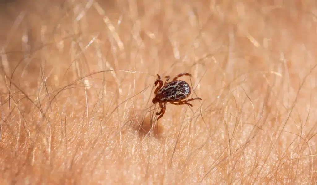 American Dog Tick 