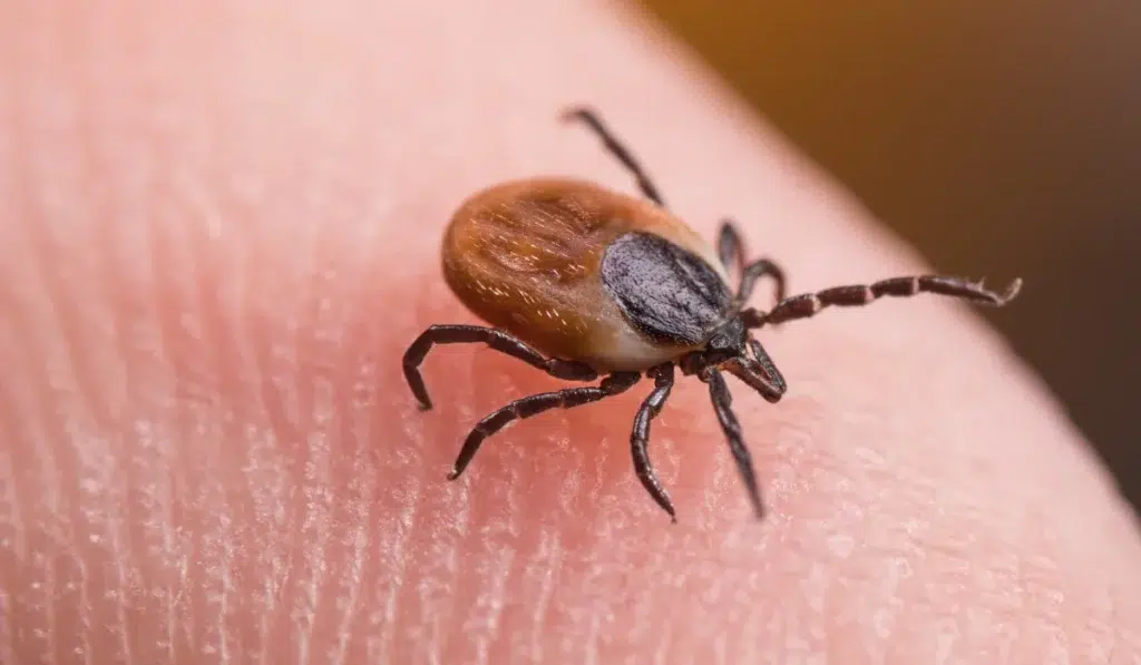 Black-Legged Tick (Deer Tick)