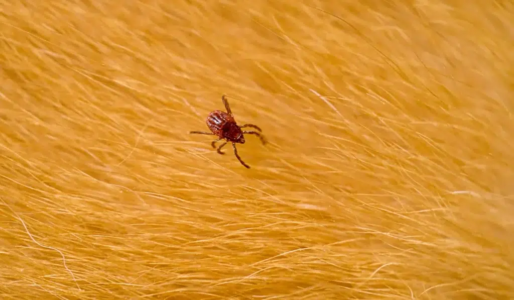 Brown Dog Tick