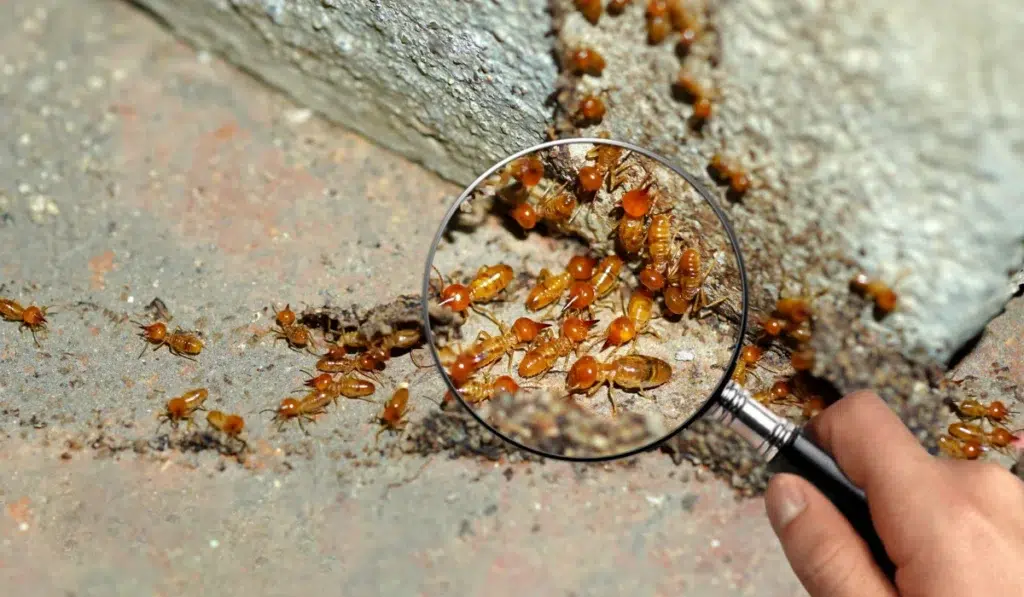 Termites enlarge, zoom with magnifying glass