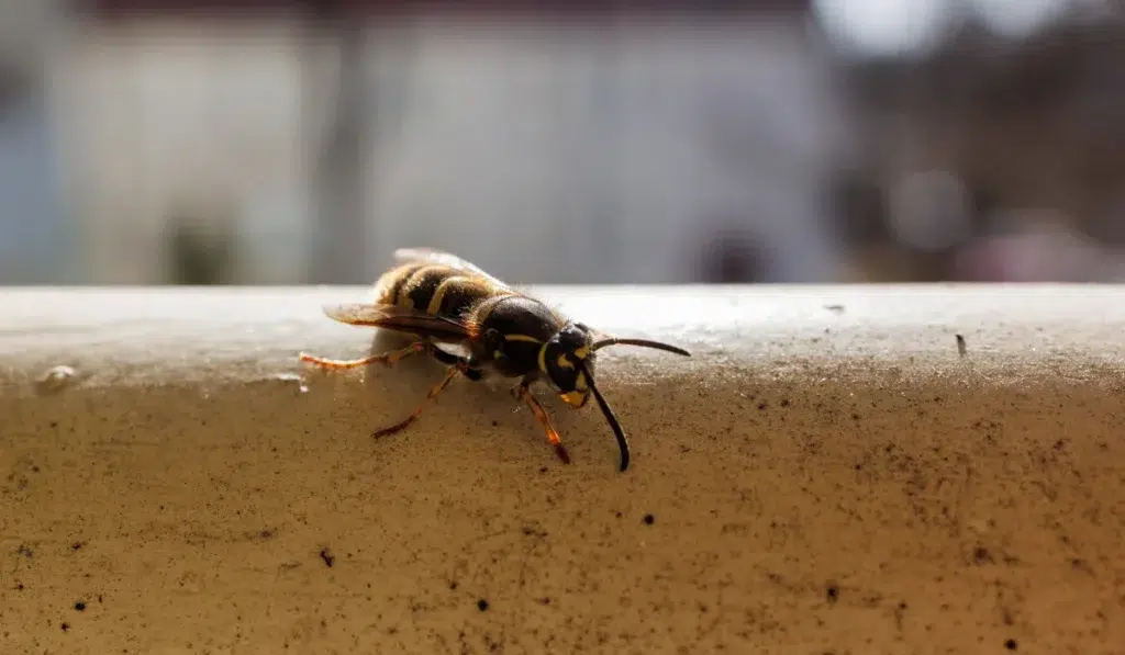 Yellow jacket wasp crawling on metal railing