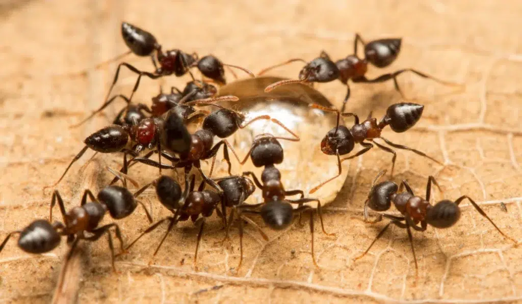 acrobat ant