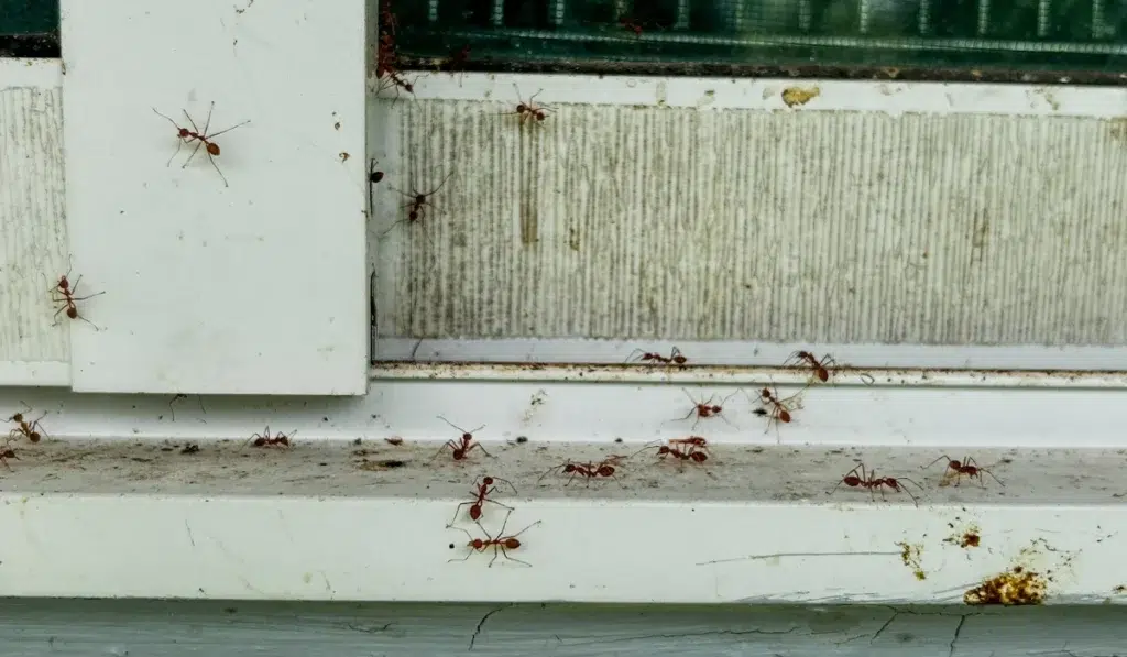 ants around window