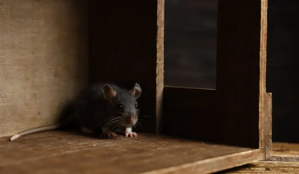 rat indoor