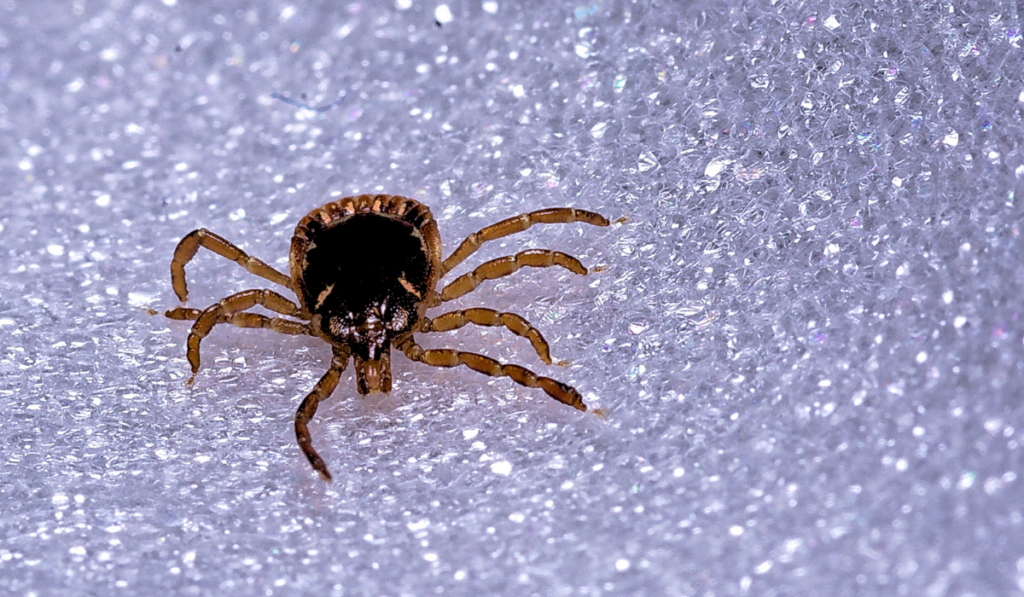 tick