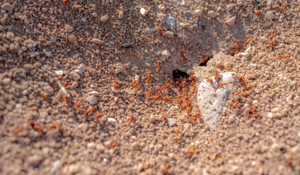 A macro shot of wild red fire ants in their desert anthill