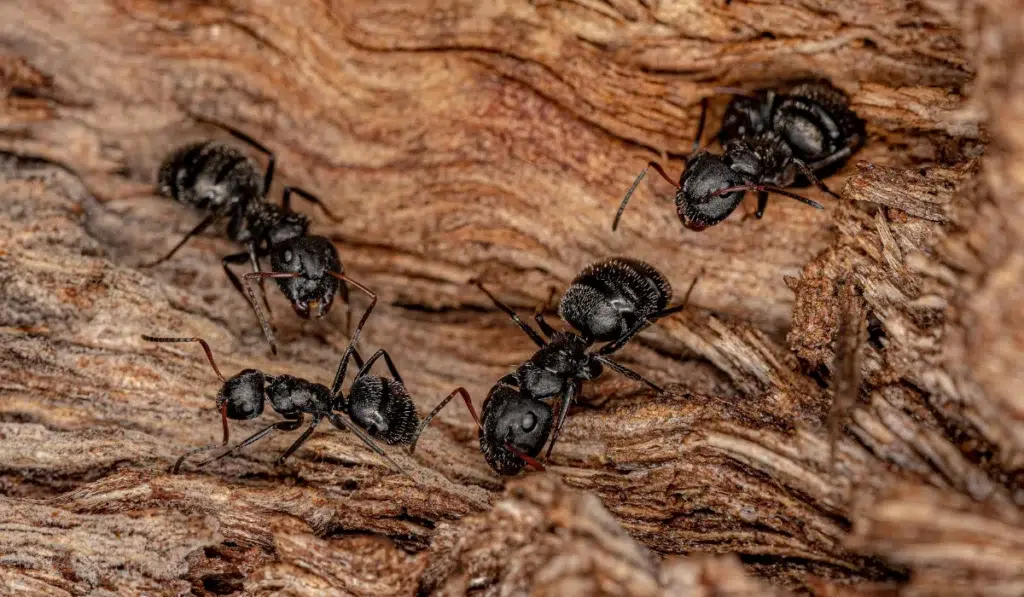 Several black carpenter ants (Camponotus) crawling and foraging across a rough, splintered wood surface